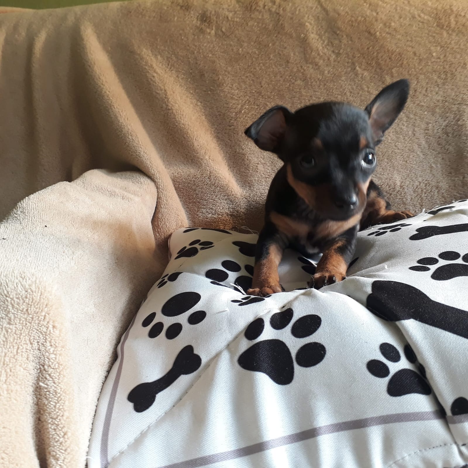 Filhote 01 de Pinscher Miniatura em Belo Horizonte
