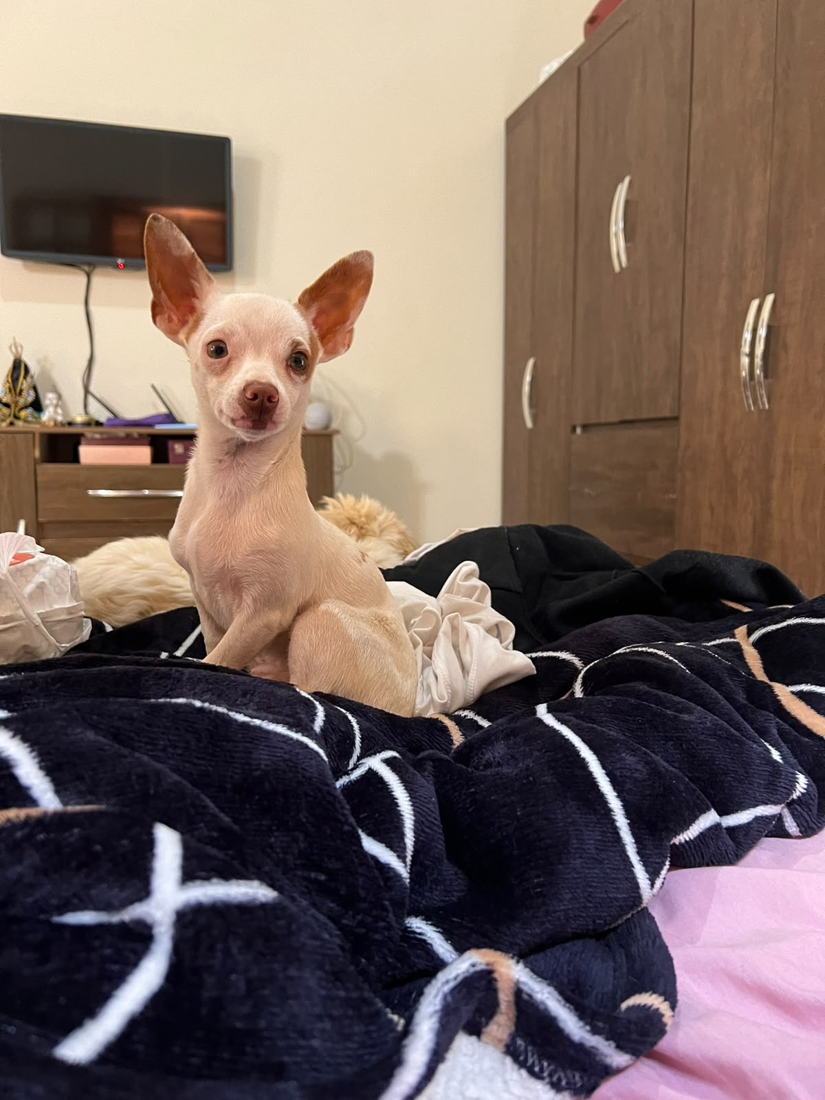 Momento especial com filhotes de Pinscher Miniatura em Belo Horizonte 8